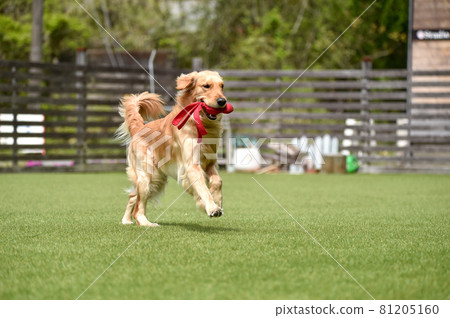 Golden retriever playing with dog run 81205160