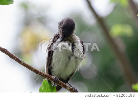 Oriental magpie robin on a branch, cleaning the feathers Oriental magpie robin on a branch, cleaning the feathers 81205198