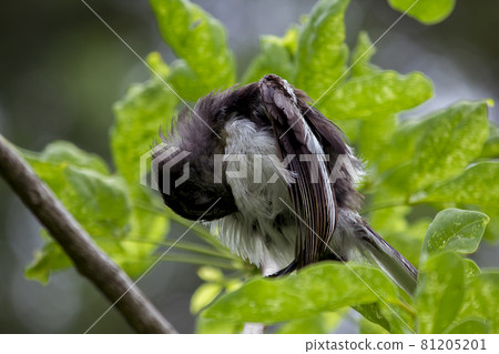 Oriental magpie robin on a branch, cleaning the feathers Oriental magpie robin on a branch, cleaning the feathers 81205201