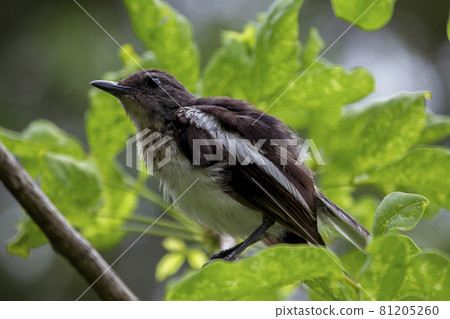 Oriental magpie robin on a branch, cleaning the feathers Oriental magpie robin on a branch, cleaning the feathers 81205260