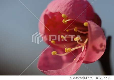 Plum blossom  81205370