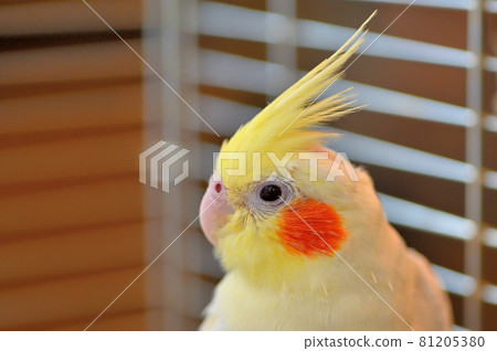 5 month best sale old cockatiel