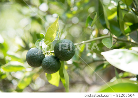 Open-air Sudachi from Tokushima Prefecture - Stock Photo [81205504] - PIXTA