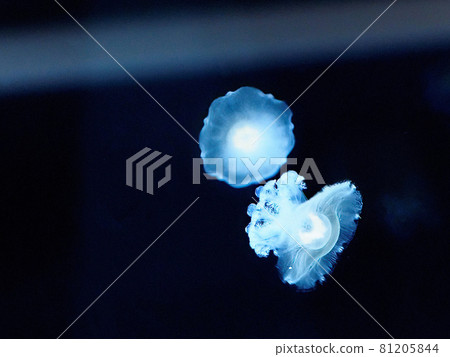 Jellyfish Sumida Aquarium Jellyfish Sumida Aquarium 81205844