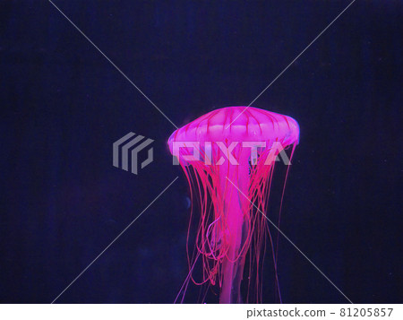 Jellyfish Sumida Aquarium Jellyfish Sumida Aquarium 81205857