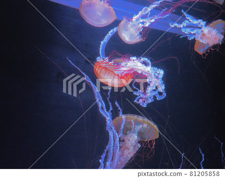 Jellyfish Sumida Aquarium Jellyfish Sumida Aquarium 81205858