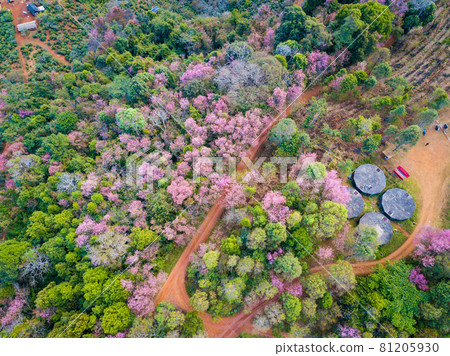 Aerial view of cherry blossom flowers blooming around the hill top of Doi Pangkhon mountain in Chiang Rai province, Thailand. This mountain has rich mineral and soil for growing unique coffee. 81205930