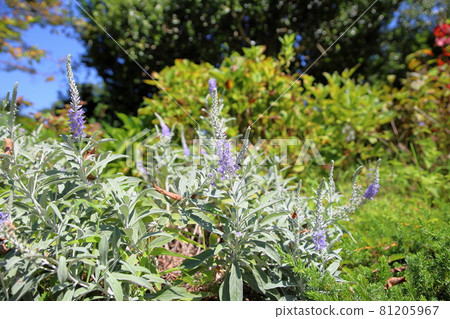 Tortillan flowers Tortillan flowers 81205967