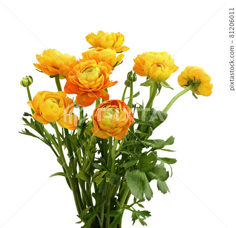 Orange ranunculus flowers in a bouquet isolated Orange ranunculus flowers in a bouquet isolated 81206011