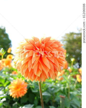 盛開的大麗花 盛開的大麗花 81206086