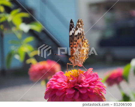 Yellow butterflies and zinnia 81206500