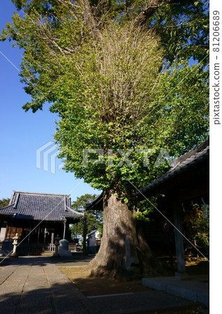 2048 赤塚諏訪神社情侶銀杏 81206689