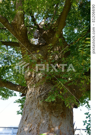 2047 Suwa Shrine's hump 2047 Suwa Shrine's hump 81206690