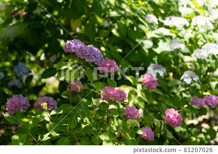 陽光下的繡球花園 81207026