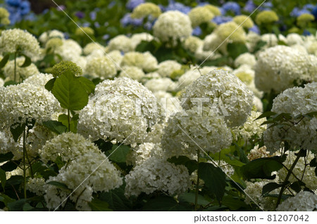 陽光下的繡球花園 陽光下的繡球花園 81207042