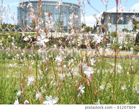 White gaura flowers, also known as white gaura White gaura flowers, also known as white gaura 81207804