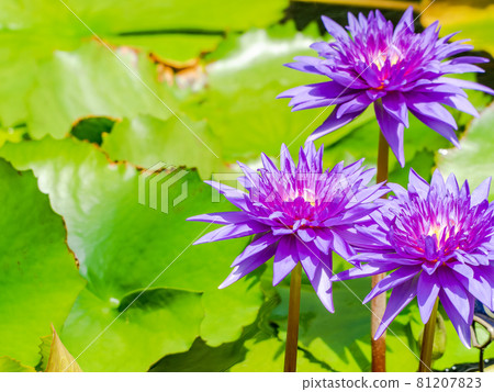 Gorgeously blooming tropical water lily purple 81207823
