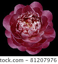 red peony flower isolated on the black  background with clipping path  no shadows. Closeup.  Nature. 81207976