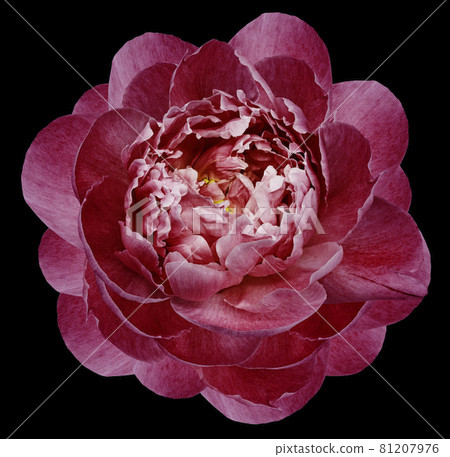 red peony flower isolated on the black background with clipping path no shadows. Closeup. Nature. red peony flower isolated on the black background with clipping path no shadows. Closeup. Nature. 81207976