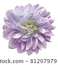 purple-pink  flower  dahlia on white isolated background.  Closeup. For design. Nature. 81207979