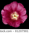 mallow terry pink flower  isolated black background. For design. Close-up. Nature. 81207981