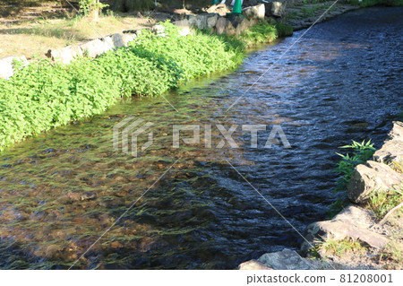 Rippling stream on the surface of the water 81208001