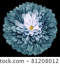turquoise flower  chrysanthemum on the black isolated background. Closeup.  Nature. 81208012
