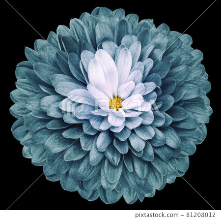 turquoise flower  chrysanthemum on the black isolated background. Closeup.  Nature. 81208012