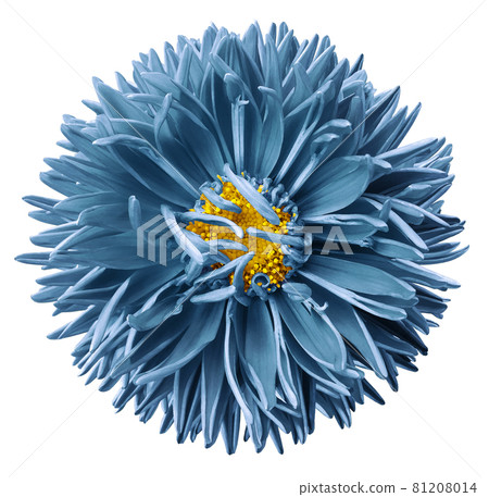 Watercolor turquoise aster flower isolated on a white background. close-up. Nature. Watercolor turquoise aster flower isolated on a white background. close-up. Nature. 81208014
