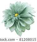 flower isolated turquoise-green dahlia on a white background.  For design.  Closeup.  Nature. 81208015