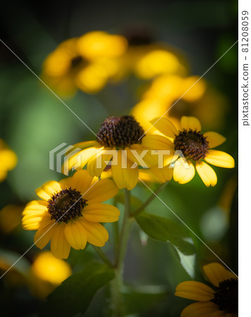 Rudbekia · Takao 81208059