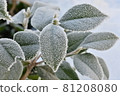 Frosted leaves 81208080