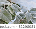 Frosted camellia leaves 81208081