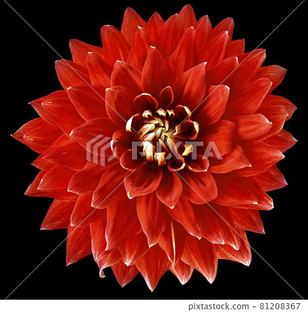red flower dahlia on the black background isolated. Closeup. big flower for design. Dahlia. red flower dahlia on the black background isolated. Closeup. big flower for design. Dahlia. 81208367