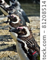 Aligned magellanic penguins 81208514