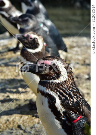 Aligned magellanic penguins Aligned magellanic penguins 81208514