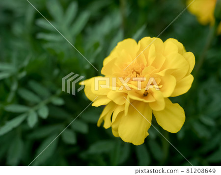 萬壽菊 81208649