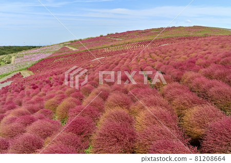 Hitachi Seaside Park Miharashi Hill Flowering Cosmos and Autumn Leaves Kokia Flower Field Hitachi Seaside Park Miharashi Hill Flowering Cosmos and Autumn Leaves Kokia Flower Field 81208664