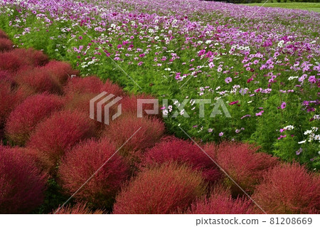 Hitachi Seaside Park Miharashi Hill Flowering Cosmos and Autumn Leaves Kokia Flower Field 81208669