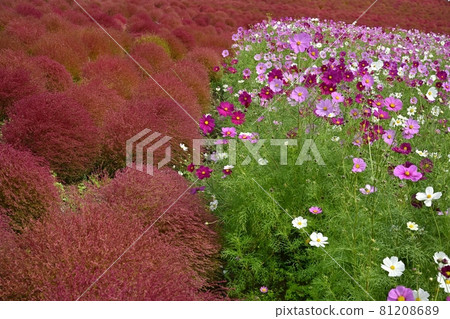Hitachi Seaside Park Miharashi Hill Flowering Cosmos and Autumn Leaves Kokia Flower Field 81208689