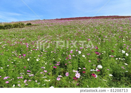 Hitachi Seaside Park Miharashi Hill Cosmos Flower Field 81208713