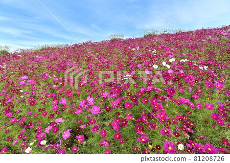 Hitachi Seaside Park Miharashi Hill Cosmos No Flower Field Hitachi Seaside Park Miharashi Hill Cosmos No Flower Field 81208726