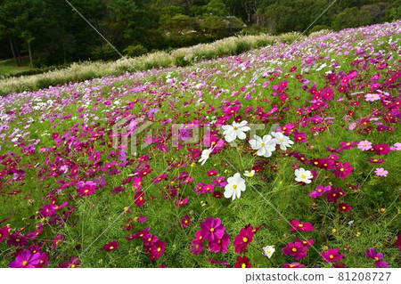 Hitachi Seaside Park Miharashi Hill Cosmos No Flower Field Hitachi Seaside Park Miharashi Hill Cosmos No Flower Field 81208727