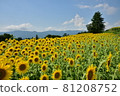 Sunflower field 81208752