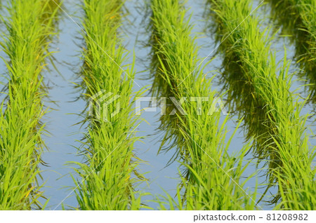 Beautiful paddy fields (Misato Town, Saitama Prefecture) 81208982