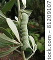 Olive pests 81209107