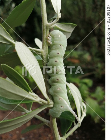 Olive pests Olive pests 81209107