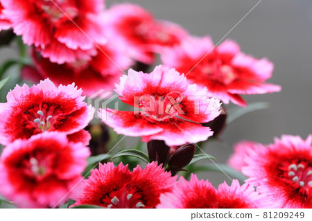 Nadeshiko花 Nadeshiko花 81209249