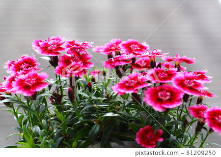 Nadeshiko花 Nadeshiko花 81209250