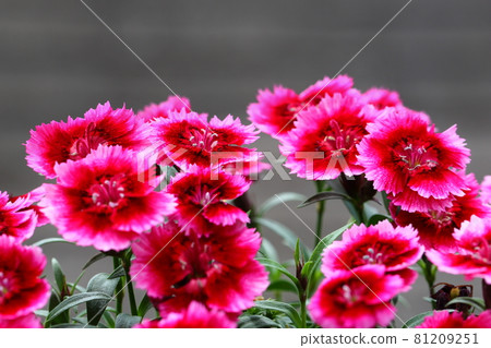 Nadeshiko花 81209251